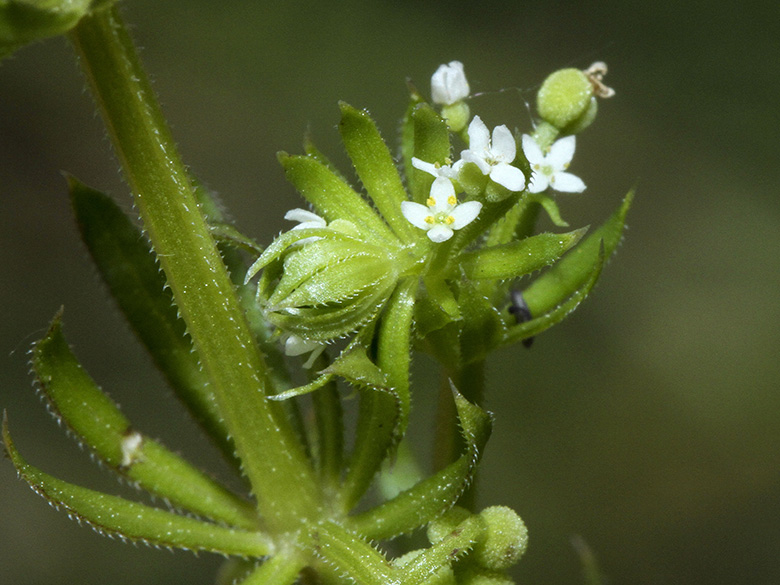 Galium tricornutum