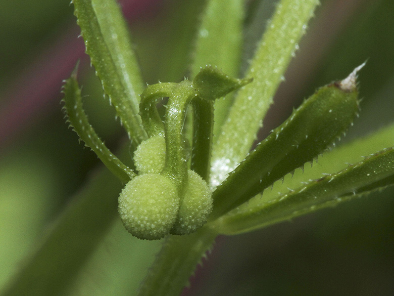 Galium tricornutum