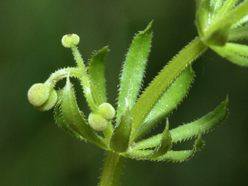 Galium tricornutum