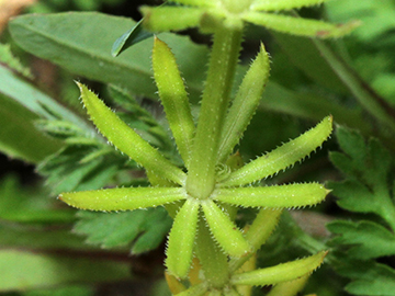 Galium tricornutum