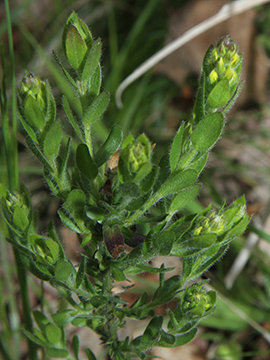 Genista germanica