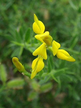 Genista germanica