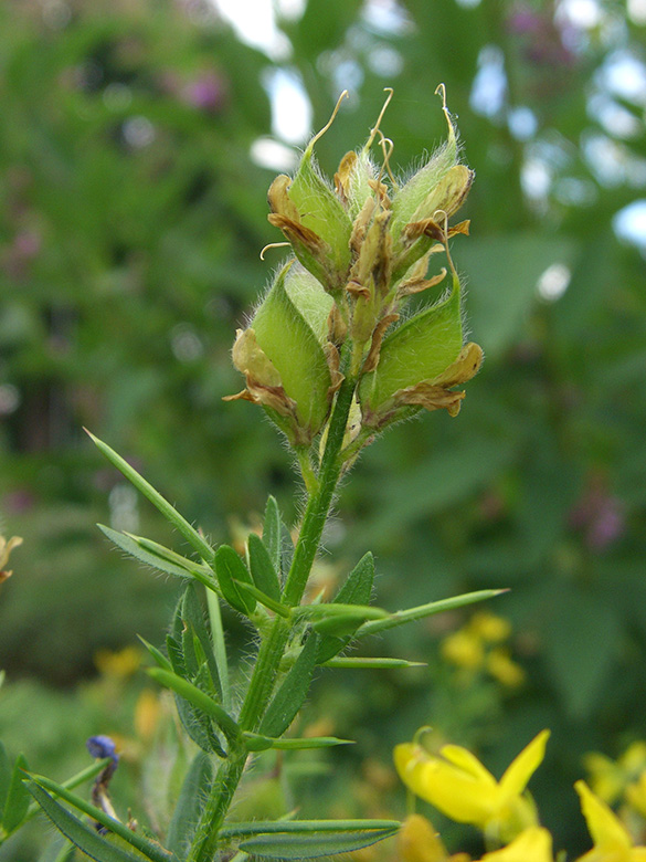 Genista germanica