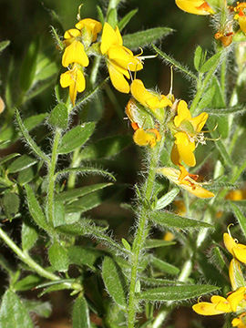 Genista germanica