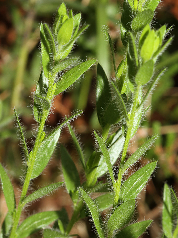 Genista germanica