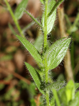 Genista germanica