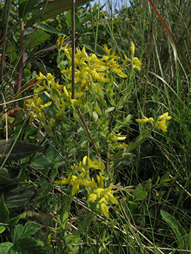 Genista germanica