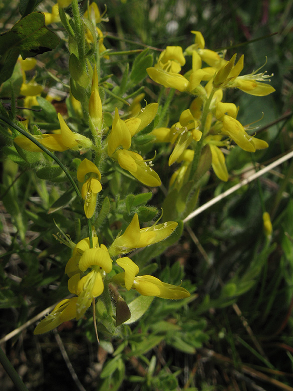 Genista germanica