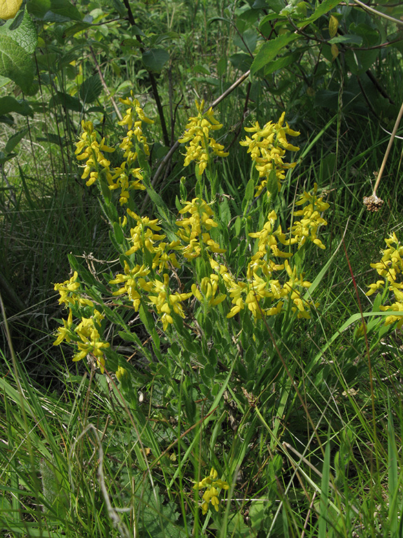 Genista germanica