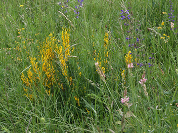 Genista tinctoria