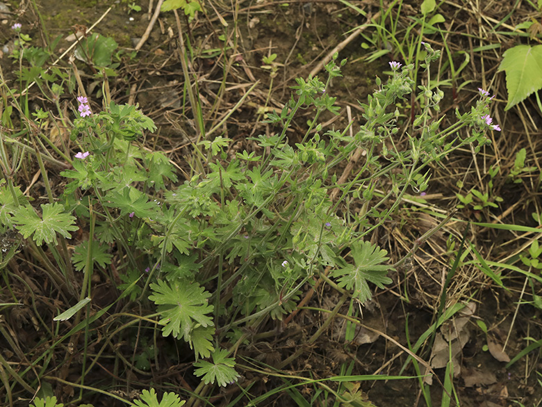 Geranium aequale
