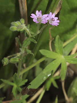 Geranium aequale