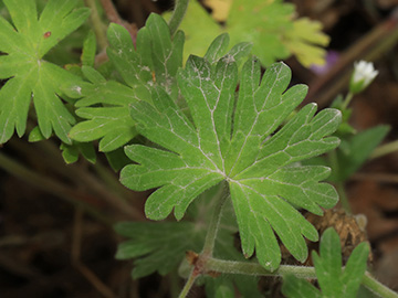 Geranium aequale