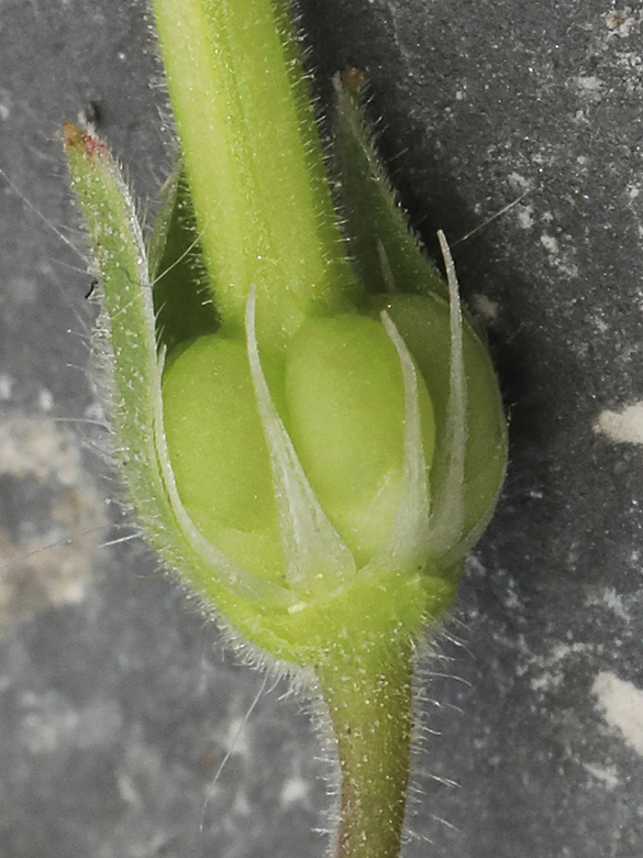 Geranium aequale