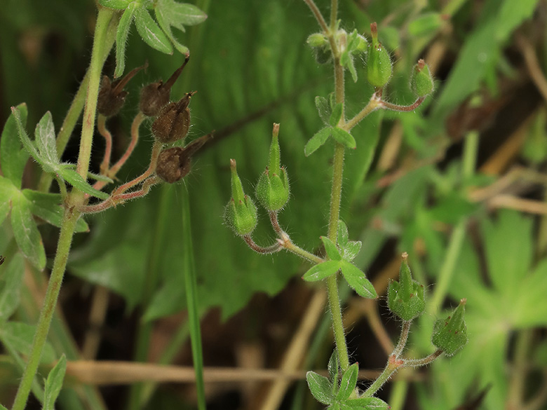 Geranium aequale