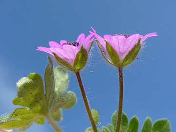 Geranium molle