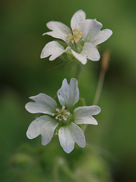 Geranium molle
