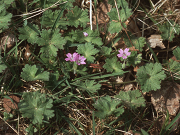 Geranium molle