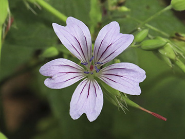 Geranium nodosum
