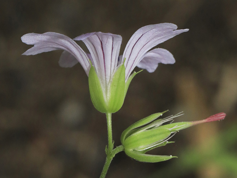 Geranium nodosum