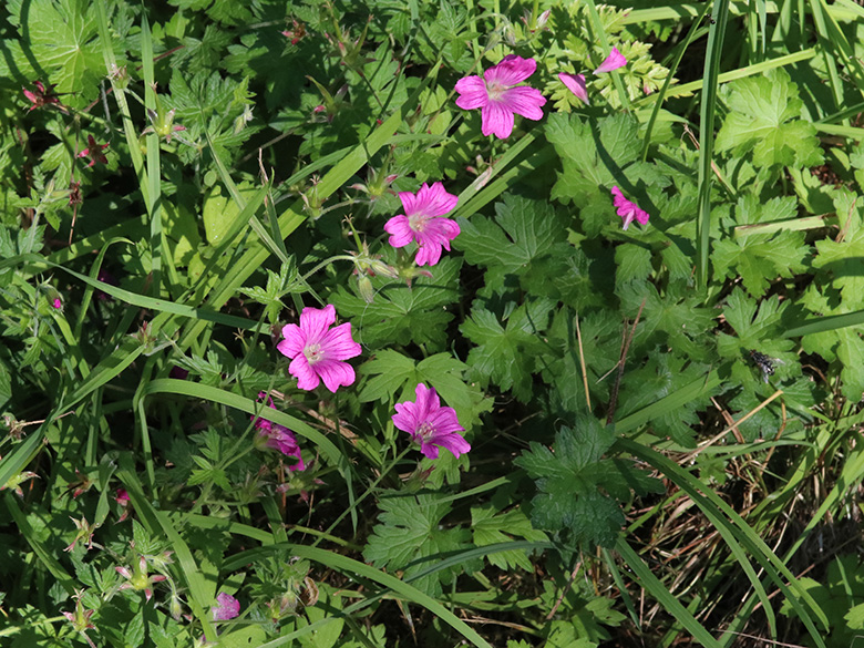 Geranium oxonianum