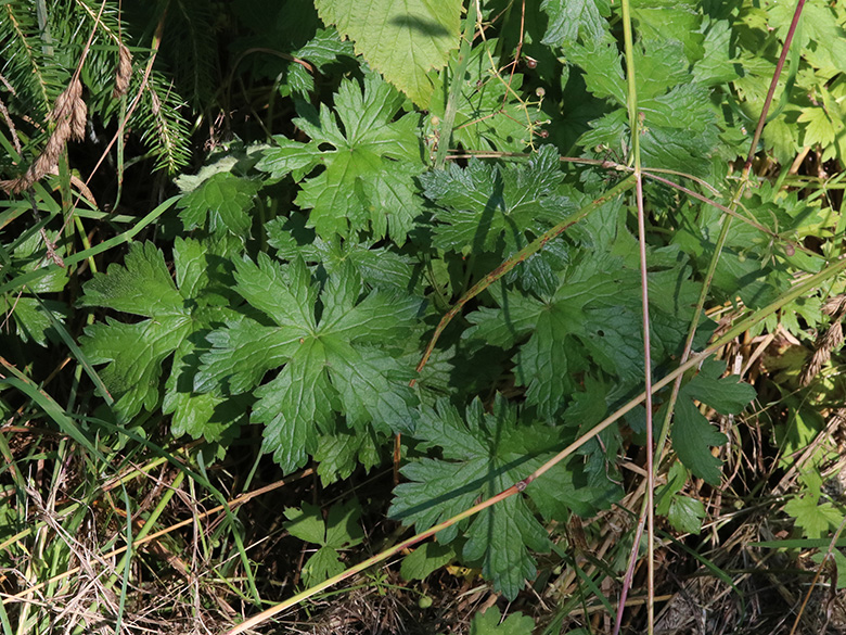 Geranium oxonianum