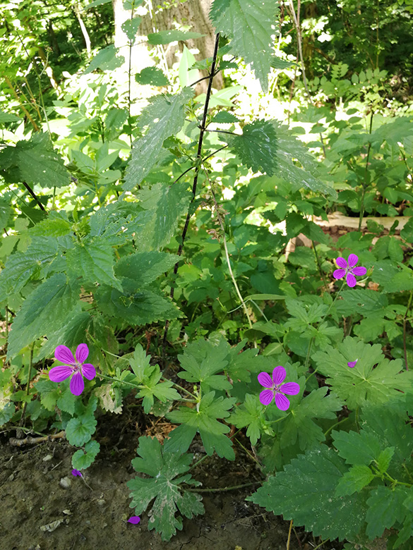 Geranium palustre