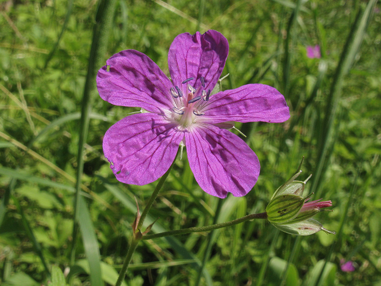 Geranium palustre