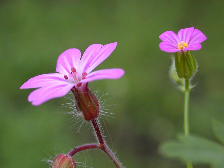 Geranium purpureum