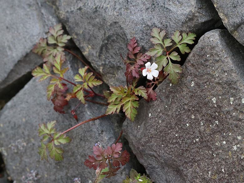 Geranium robertianum