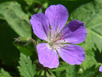 Geranium sylvaticum