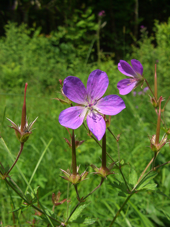 Geranium sylvaticum