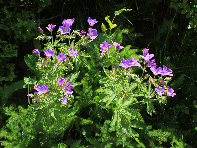 Geranium sylvaticum