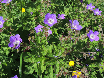 Geranium sylvaticum