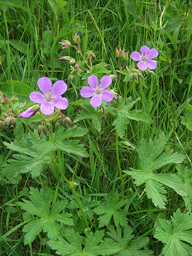 Geranium sylvaticum