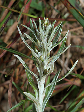 Gnaphalium sylvaticum