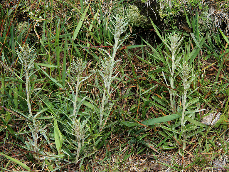 Gnaphalium sylvaticum