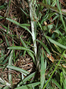 Gnaphalium sylvaticum
