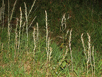 Gnaphalium sylvaticum