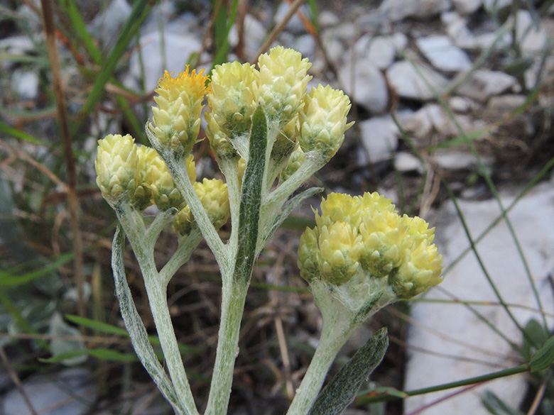 Helichrysum arenarium