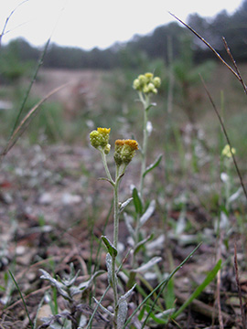 Helichrysum arenarium