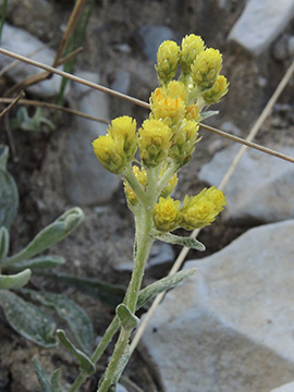 Helichrysum arenarium