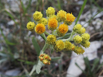 Helichrysum arenarium