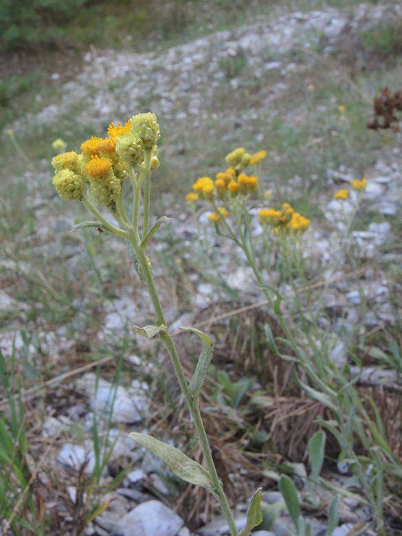 Helichrysum arenarium