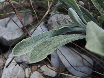 Helichrysum arenarium