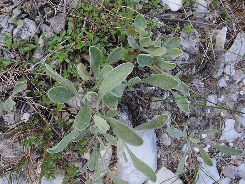 Helichrysum arenarium
