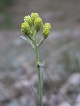 Helichrysum arenarium