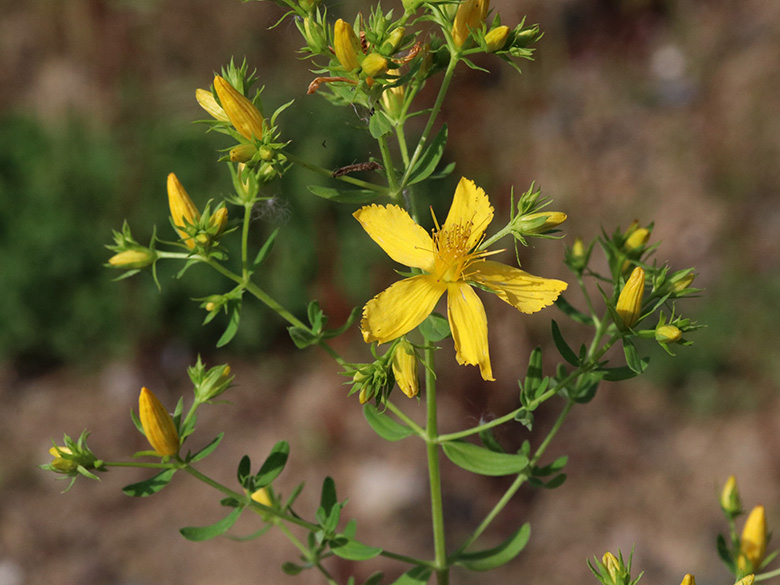 Hypericum perforatum