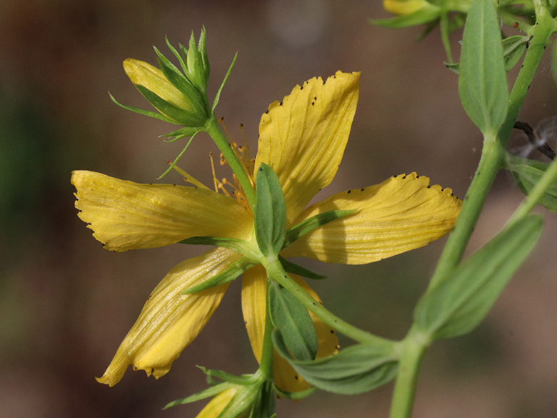 Hypericum perforatum