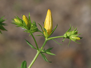 Hypericum perforatum